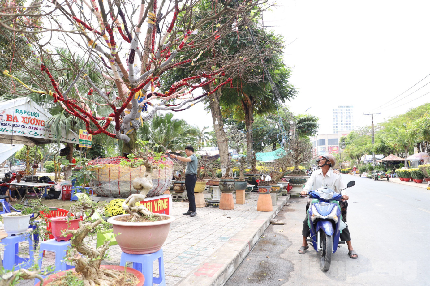 C&acirc;y mai trăm tuổi gi&aacute; hơn 3 tỷ đồng ở An Giang - Ảnh 5.