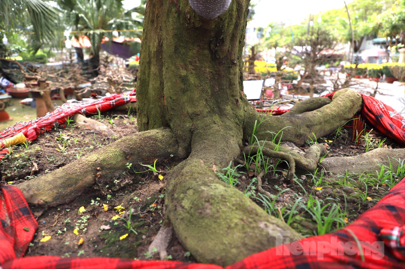 C&acirc;y mai trăm tuổi gi&aacute; hơn 3 tỷ đồng ở An Giang - Ảnh 7.