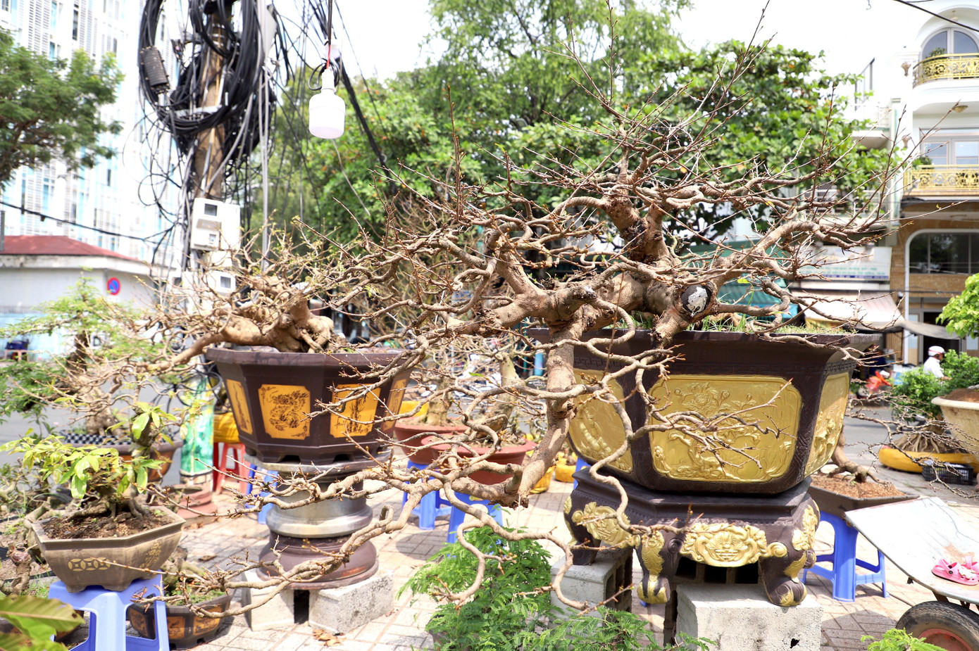 C&acirc;y mai trăm tuổi gi&aacute; hơn 3 tỷ đồng ở An Giang - Ảnh 8.