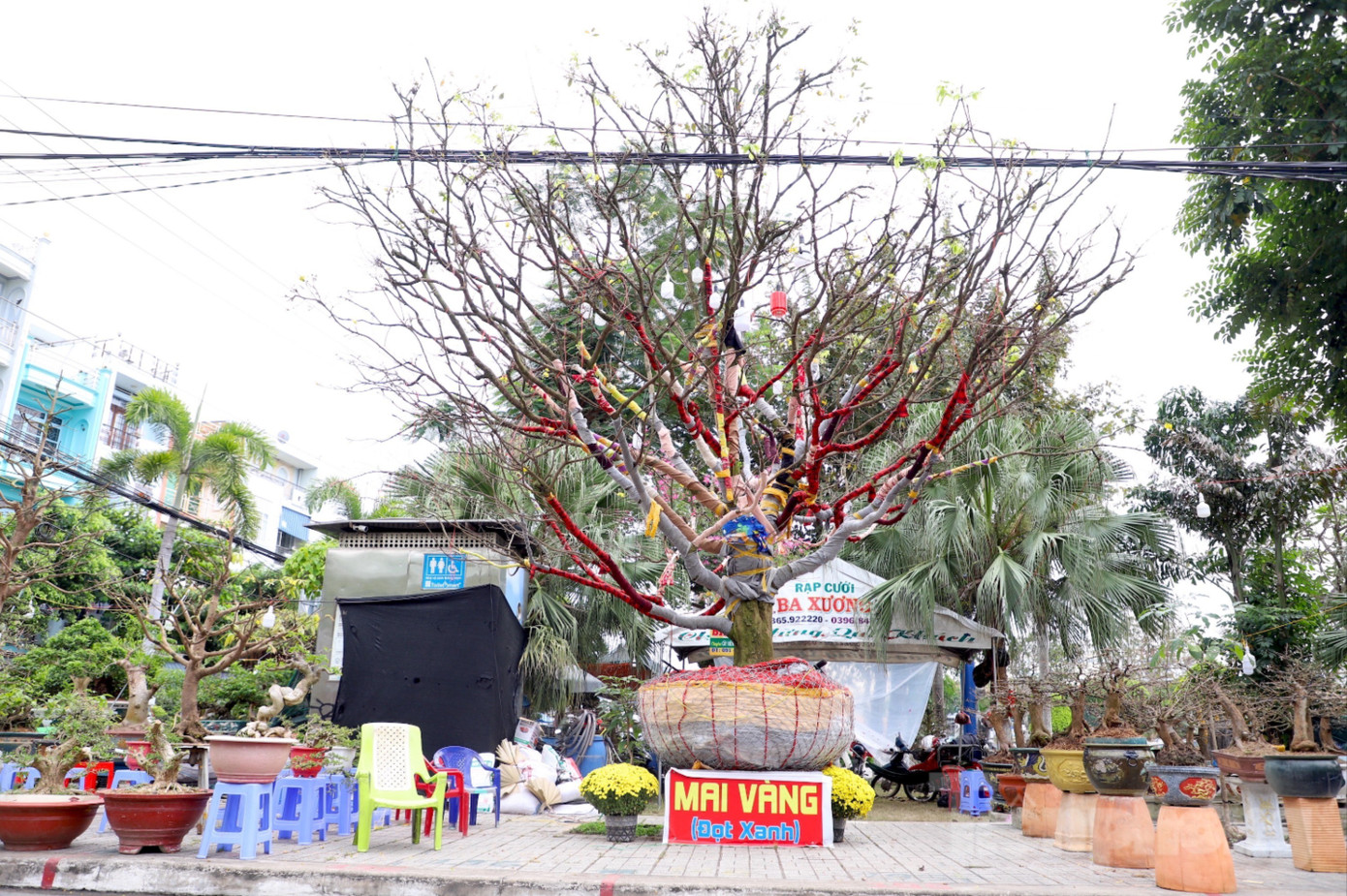 C&acirc;y mai trăm tuổi gi&aacute; hơn 3 tỷ đồng ở An Giang - Ảnh 1.