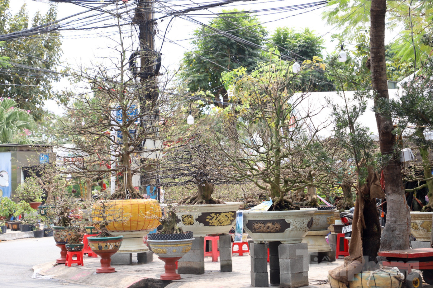 C&acirc;y mai trăm tuổi gi&aacute; hơn 3 tỷ đồng ở An Giang - Ảnh 10.