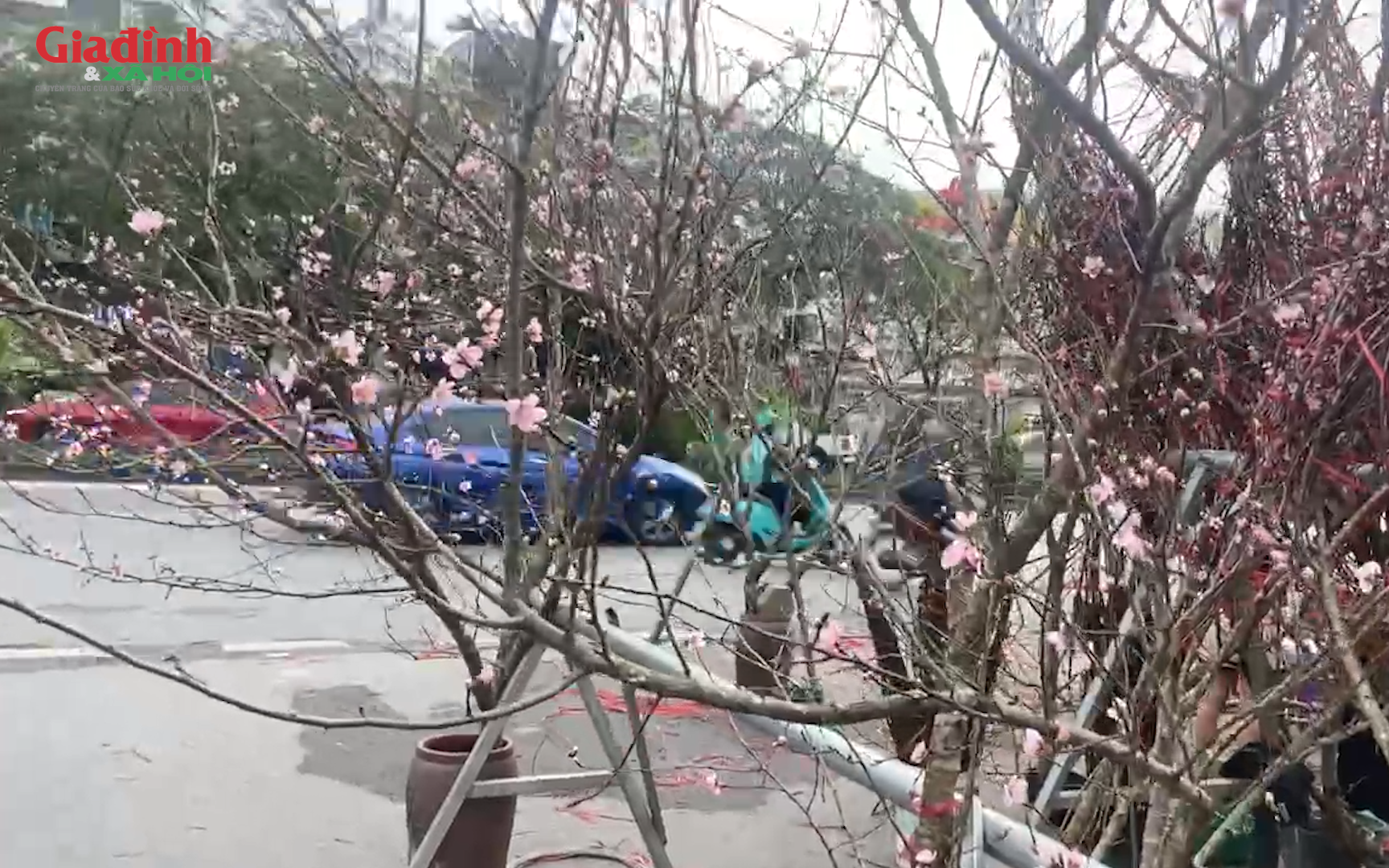 Mẹo Chăm Đào Rừng Tươi Lâu Nở Đều Dịp Tết Theo Kinh Nghiệm Lại Buôn