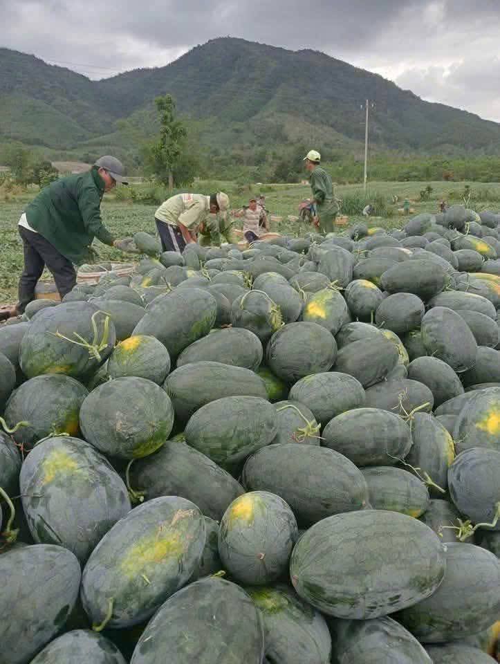 Chỉ 8.500 đồng/kg, dưa hấu Gia Lai rẻ bất ngờ giữa l&uacute;c gi&aacute; xăng dầu tăng - Ảnh 4.