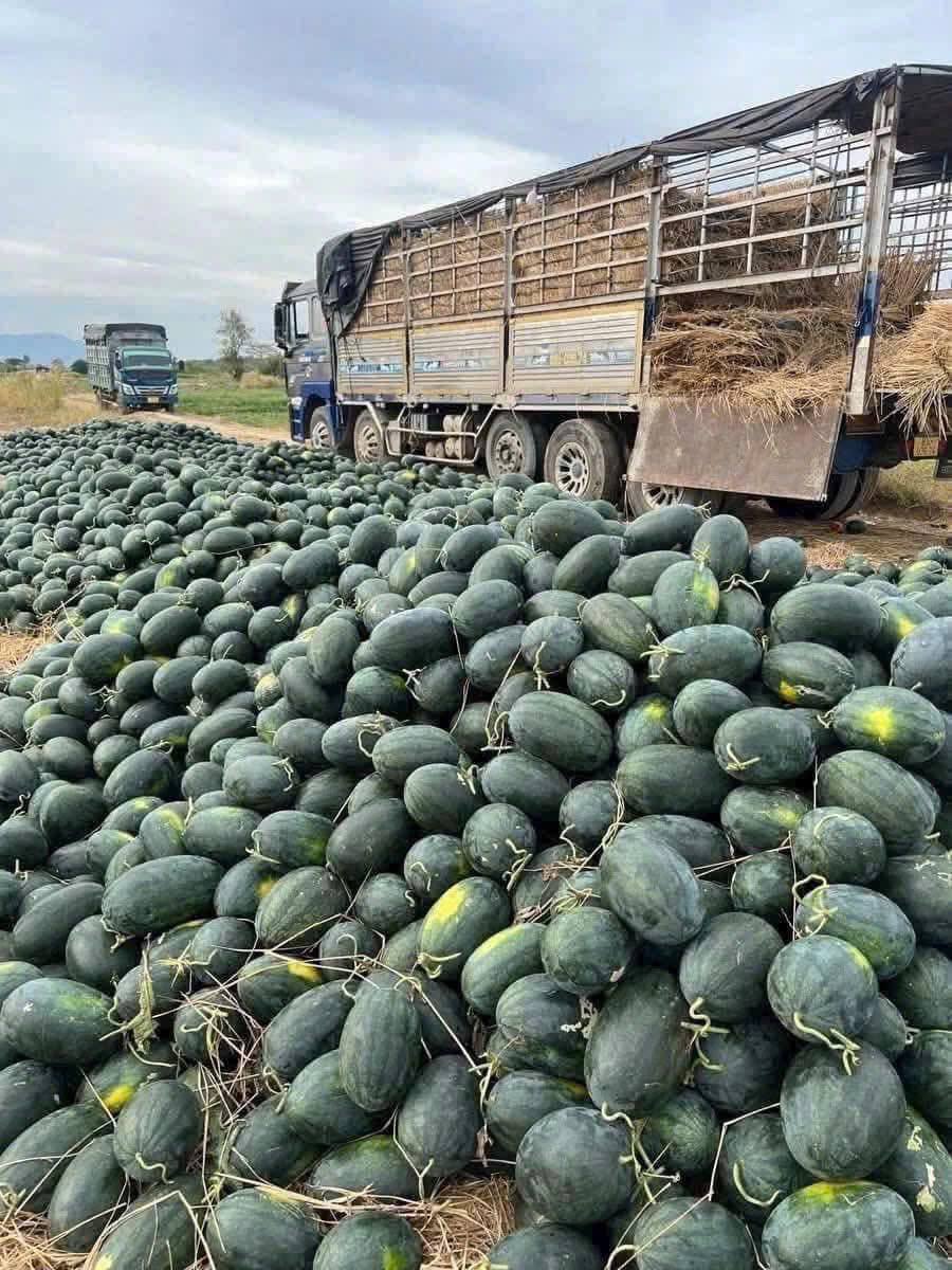 Chỉ 8.500 đồng/kg, dưa hấu Gia Lai rẻ bất ngờ giữa l&uacute;c gi&aacute; xăng dầu tăng - Ảnh 5.