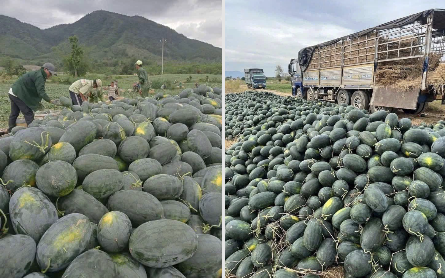 Dưa hấu Gia Lai giá chỉ 8.500 đồng/kg giữa lúc xăng dầu tăng cao