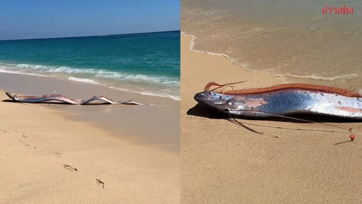 Đang dạo biển, người d&acirc;n ph&aacute;t hiện cảnh tượng "b&iacute; ẩn" ập đến bất ngờ - Ảnh 1.