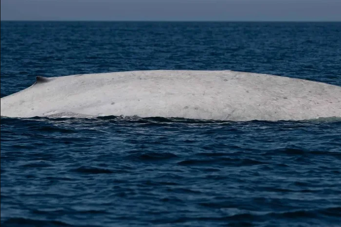 Ngư d&acirc;n tưởng nh&igrave;n nhầm khi thấy sinh vật trắng to&aacute;t giữa biển, chuy&ecirc;n gia x&aacute;c nhận: Tỷ lệ chỉ 0,0025% - Ảnh 1.