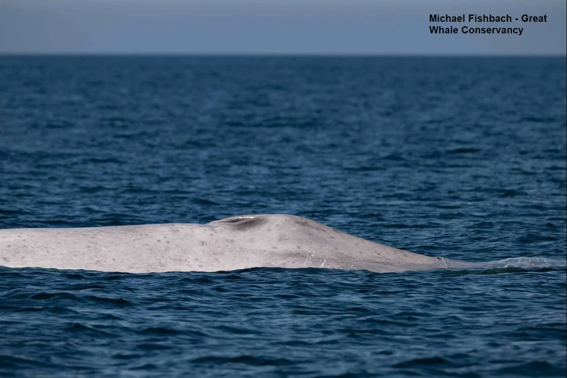 Ngư d&acirc;n tưởng nh&igrave;n nhầm khi thấy sinh vật trắng to&aacute;t giữa biển, chuy&ecirc;n gia x&aacute;c nhận: Tỷ lệ chỉ 0,0025% - Ảnh 2.