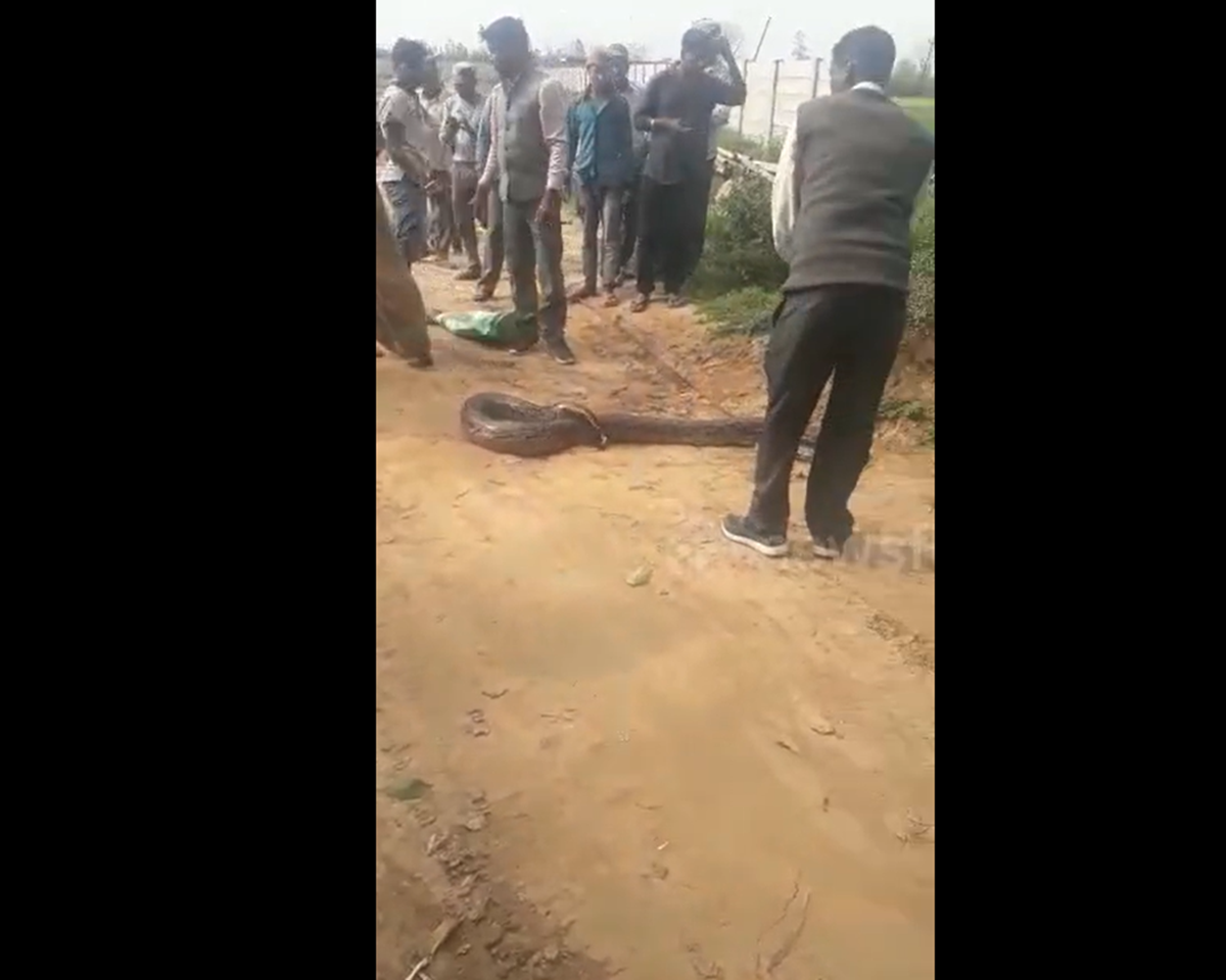 Đang đi dạo, người d&acirc;n ph&aacute;t hiện cảnh tượng "nổi da g&agrave;" giữa đường - Ảnh 1.