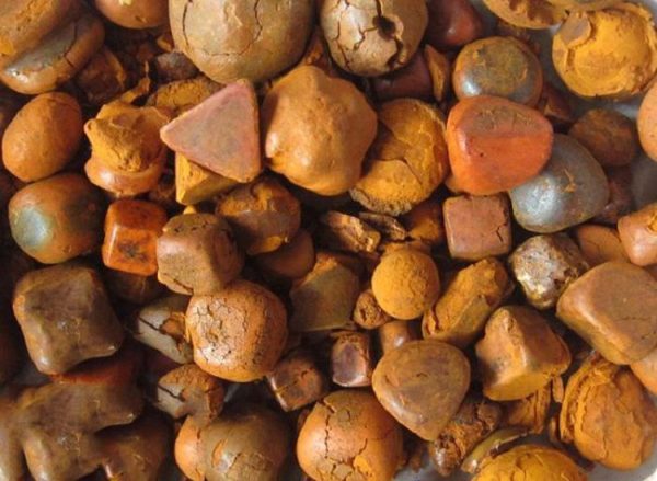 Thứ có trong nội tạng bò đắt hơn vàng: Dược liệu hiếm đắt đỏ bậc nhất thế giới, giá gần 7 tỷ đồng/kg - Ảnh 1. Thứ có trong nội tạng bò đắt hơn vàng: Dược liệu hiếm đắt đỏ bậc nhất thế giới, giá gần 7 tỷ đồng/kg - Ảnh 1.