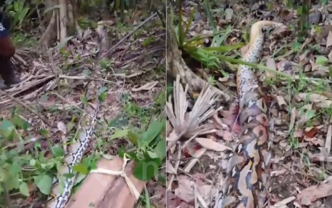 Đang đi dạo, người d&acirc;n ph&aacute;t hiện cảnh tượng "nổi da g&agrave;" giữa đường - Ảnh 2.