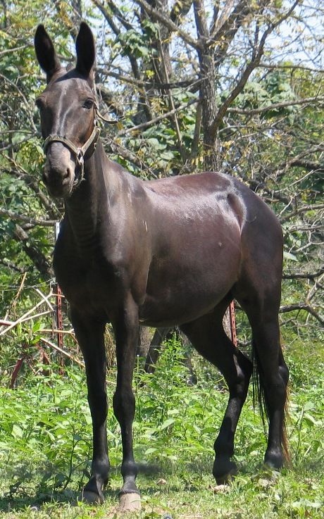 B&iacute; ẩn di truyền khiến lo&agrave;i la gần như v&ocirc; sinh: V&igrave; sao trong hơn 500 năm chỉ c&oacute; dưới 100 con la sinh con? - Ảnh 3.