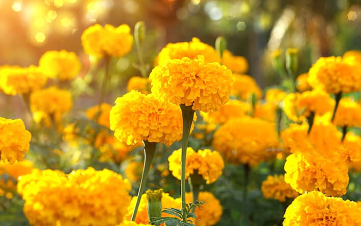 T&aacute;c dụng trừ t&agrave; của gừng kh&ocirc;ng phải ai cũng biết - Ảnh 3.