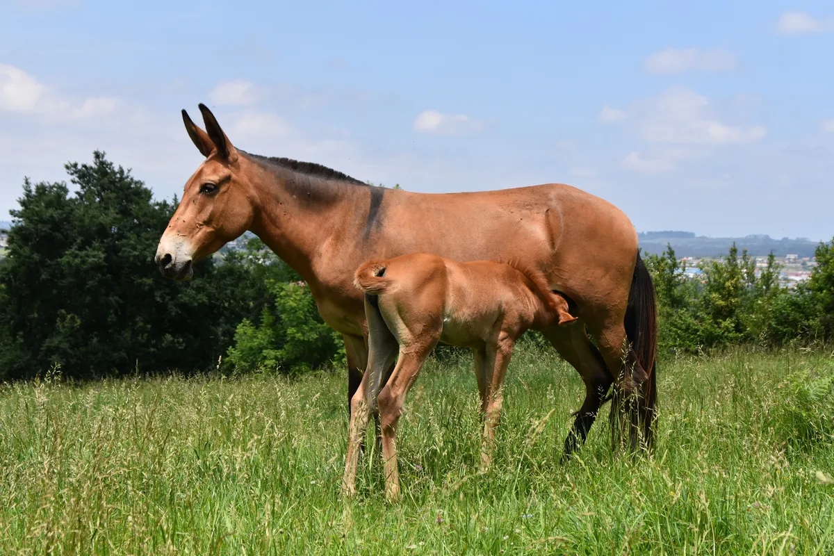 B&iacute; ẩn di truyền khiến lo&agrave;i la gần như v&ocirc; sinh: V&igrave; sao trong hơn 500 năm chỉ c&oacute; dưới 100 con la sinh con? - Ảnh 2.