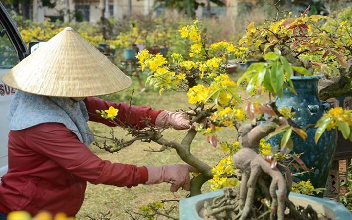 Bí quyết chăm sóc cây cảnh sau Tết để luôn tươi đẹp quanh năm