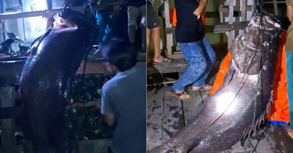 Ngư dân bắt được cá mù không lồ nặng hơn 100kg trên biển