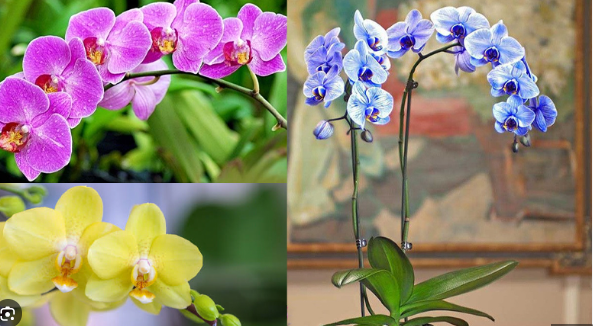 Khi về nhà mới nên cắm loài hoa này trên bàn thờ để rước lộc, bình an, may mắn - Ảnh 2. Khi về nhà mới nên cắm loài hoa này trên bàn thờ để rước lộc, bình an, may mắn - Ảnh 2.