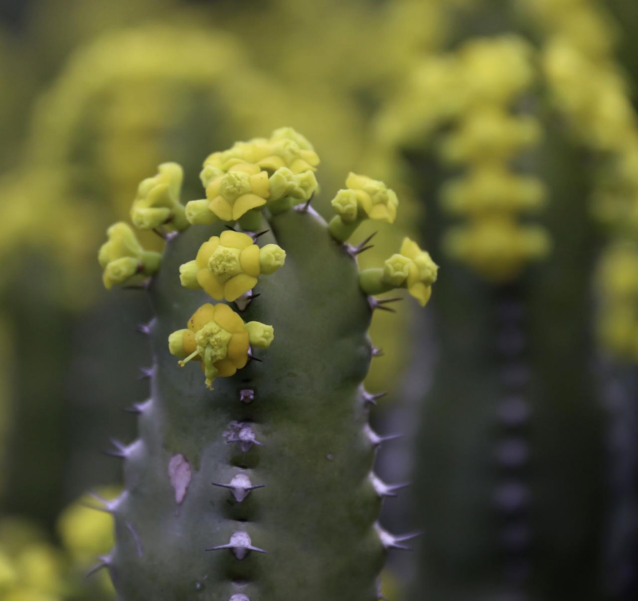 Chất cay mạnh nhất thế giới kh&ocirc;ng đến từ ớt m&agrave; từ một lo&agrave;i c&acirc;y đầy nhựa, với mức độ cay c&oacute; thể g&acirc;y sốc vượt xa mọi giới hạn của con người - Ảnh 2.