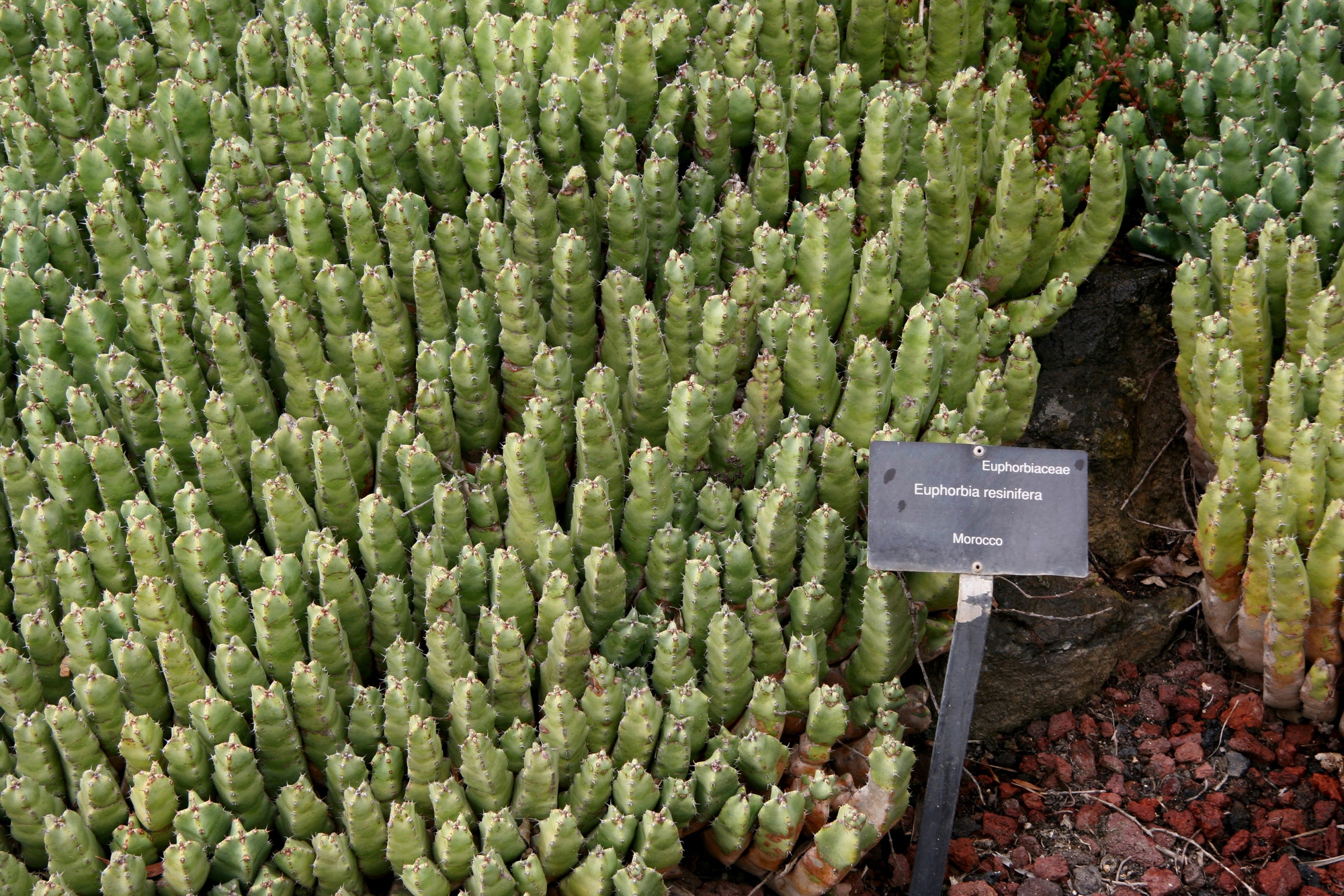 Chất cay mạnh nhất thế giới kh&ocirc;ng đến từ ớt m&agrave; từ một lo&agrave;i c&acirc;y đầy nhựa, với mức độ cay c&oacute; thể g&acirc;y sốc vượt xa mọi giới hạn của con người - Ảnh 4.