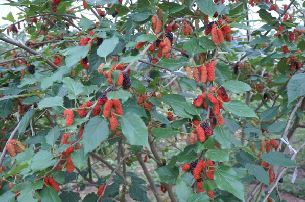 D&acirc;u tằm được gi&aacute; nhưng nguồn cung hạn chế - Ảnh 1.