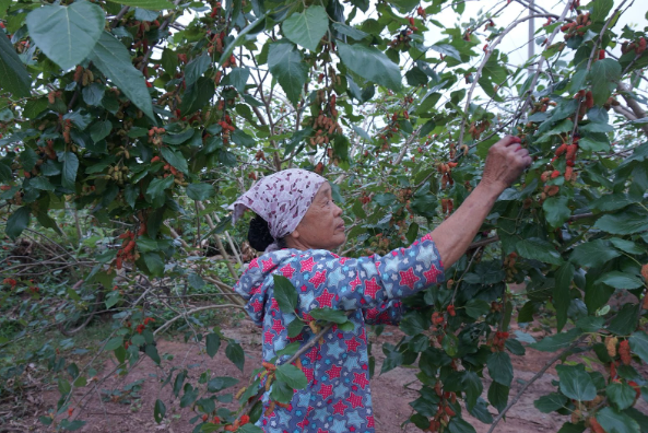 D&acirc;u tằm được gi&aacute; nhưng nguồn cung hạn chế - Ảnh 2.