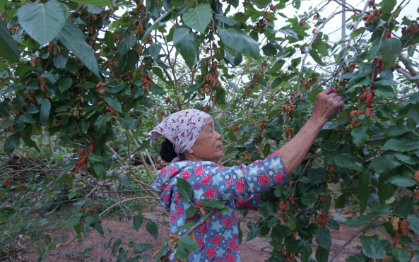 D&acirc;u tằm v&ugrave;ng ngoại th&agrave;nh H&agrave; Nội v&agrave;o vụ, gi&aacute; tốt nhưng mất m&ugrave;a, n&ocirc;ng d&acirc;n kh&oacute; trọn niềm vui