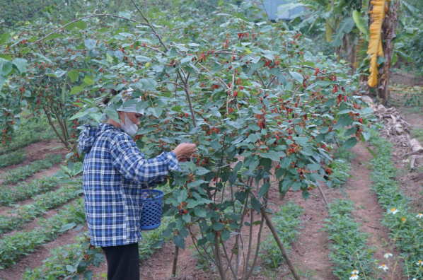 D&acirc;u tằm được gi&aacute; nhưng nguồn cung hạn chế - Ảnh 3.