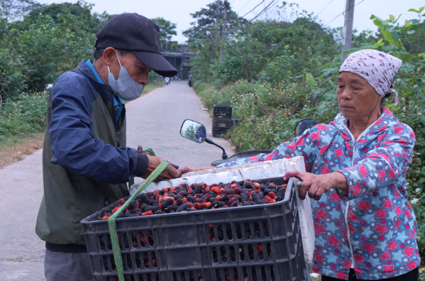 D&acirc;u tằm được gi&aacute; nhưng nguồn cung hạn chế - Ảnh 4.