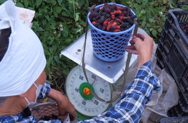 D&acirc;u tằm được gi&aacute; nhưng nguồn cung hạn chế - Ảnh 5.