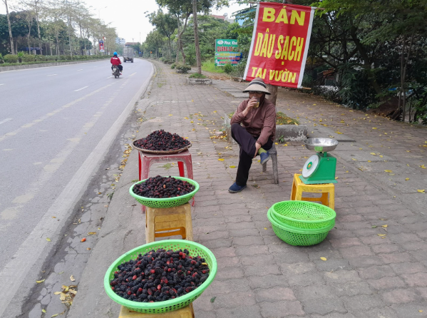 D&acirc;u tằm được gi&aacute; nhưng nguồn cung hạn chế - Ảnh 6.