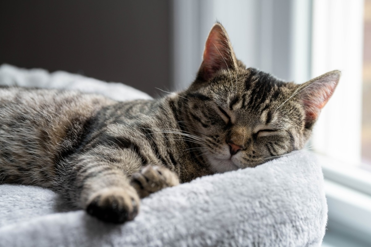 silver-tabby-cat-sleeping-x-17744113614481239247193-1774484490970-17744844913001337805157.jpg