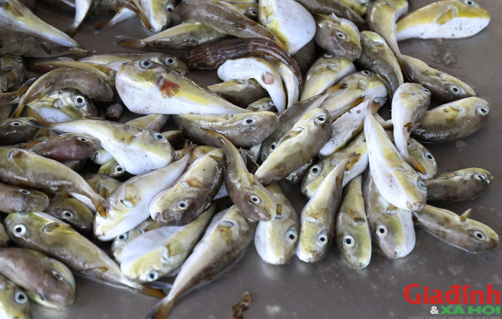 Ba người tại Cần Thơ phải nhập viện vì ăn loại cá chứa chất kịch độc - Ảnh 2.