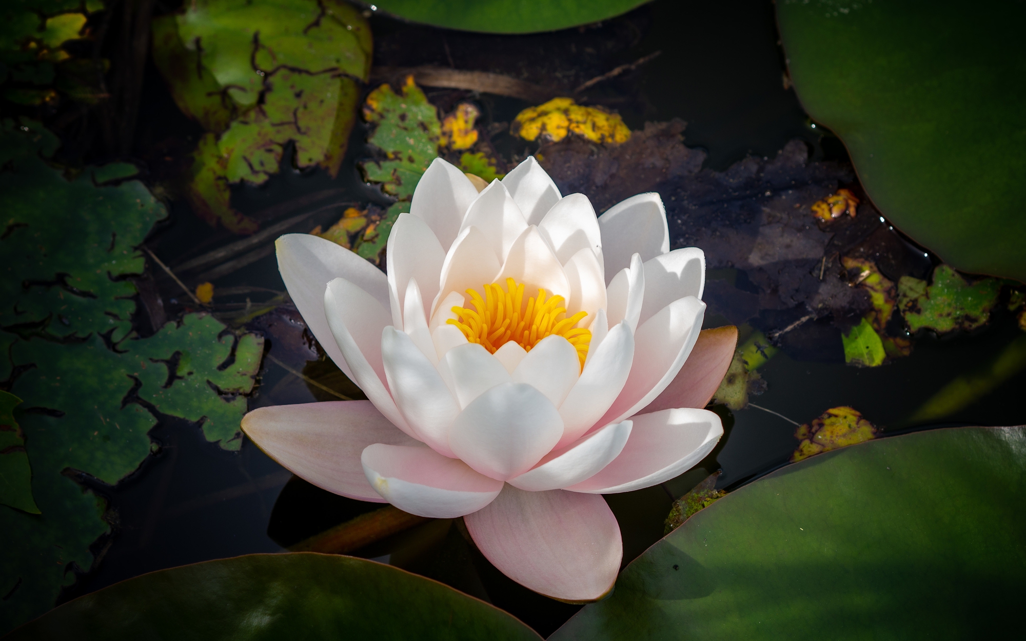 4 khung giờ sinh &Acirc;m lịch dễ mở lối ph&uacute; qu&yacute; nhất: Hậu vận khiến người kh&aacute;c ghen tị