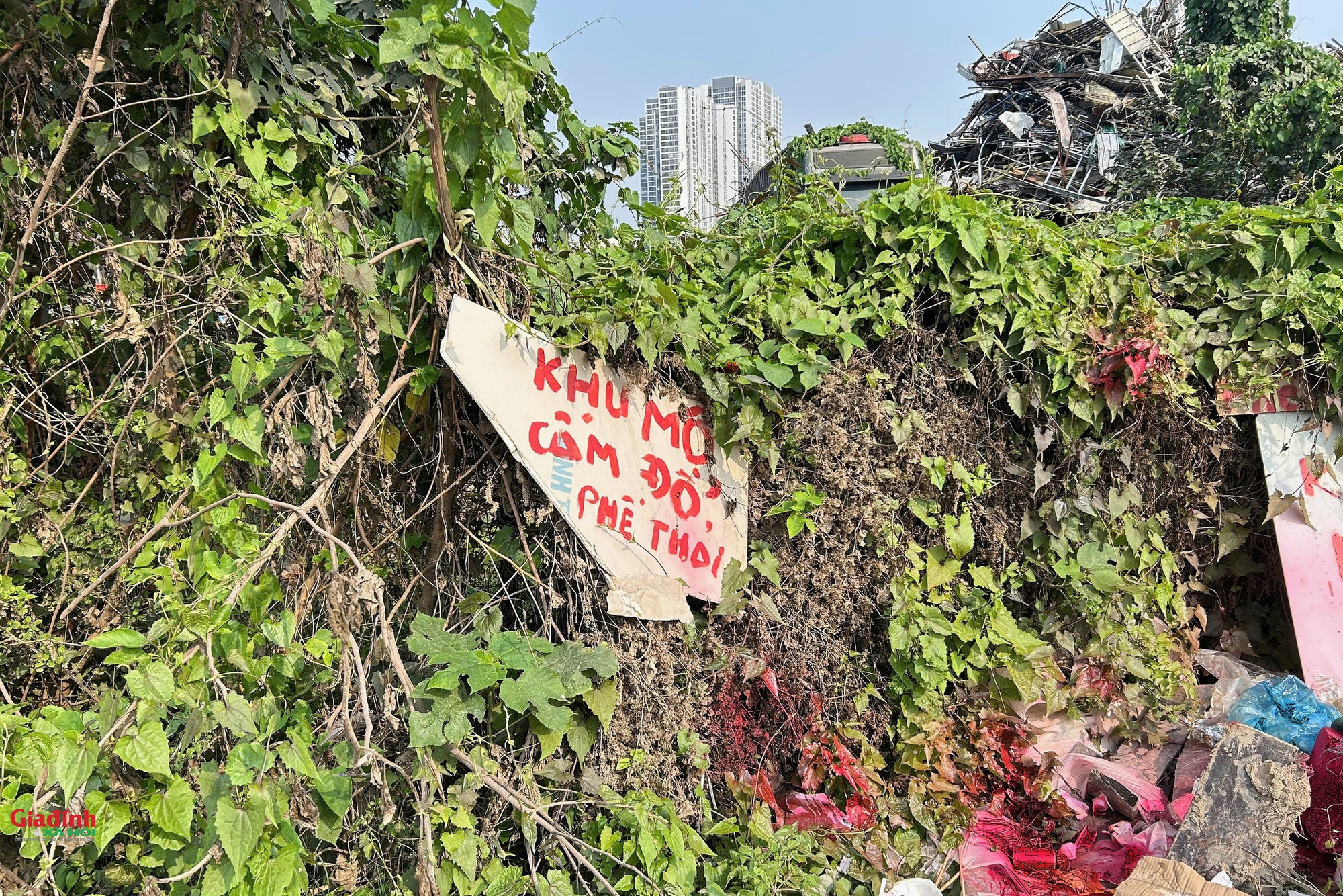 Hà Nội: Đất nông nghiệp ven Đại lộ Thăng Long bị 'băm nát' bởi các bãi phế liệu trái phép - Ảnh 11. Hà Nội: Đất nông nghiệp ven Đại lộ Thăng Long bị 'băm nát' bởi các bãi phế liệu trái phép - Ảnh 11.