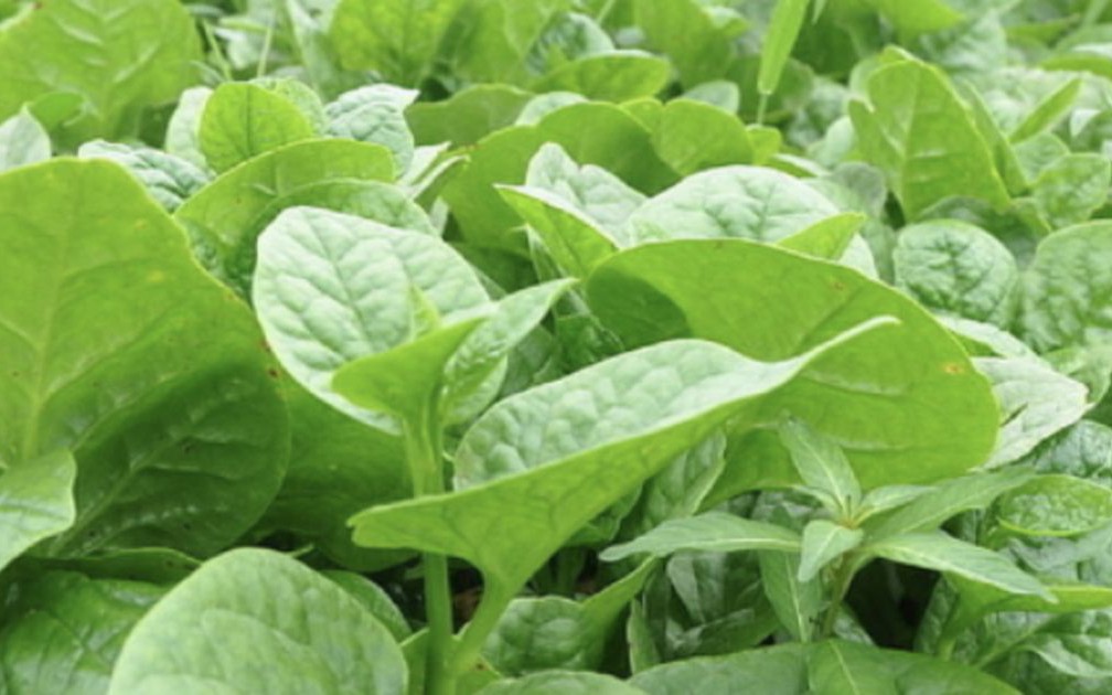 Bị sỏi thận c&oacute; n&ecirc;n ăn rau mồng tơi kh&ocirc;ng?