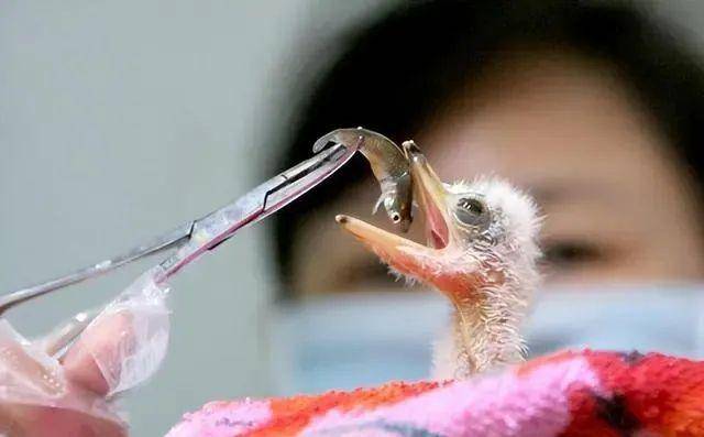 Đi câu cá, người đàn ông bắt gặp loài vật quý hiếm hơn gấu trúc, cả thế giới chỉ còn 1000 con