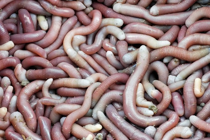 Chạm mốc 6.000.000 đồng/kg sinh vật l&uacute;c nh&uacute;c nh&igrave;n như giun đất ở Quảng Ninh, xưa chỉ si&ecirc;u gi&agrave;u d&aacute;m tẩm bổ nay đại gia vẫn r&aacute;o riết săn l&ugrave;ng - Ảnh 1.