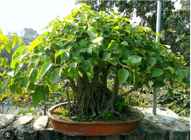 Nh&agrave; bạn c&oacute; &acirc;m kh&iacute;, đừng lo, h&atilde;y đặt ngay loại c&acirc;y n&agrave;y để trừ t&agrave;, tr&aacute;nh xui xẻo - Ảnh 1.