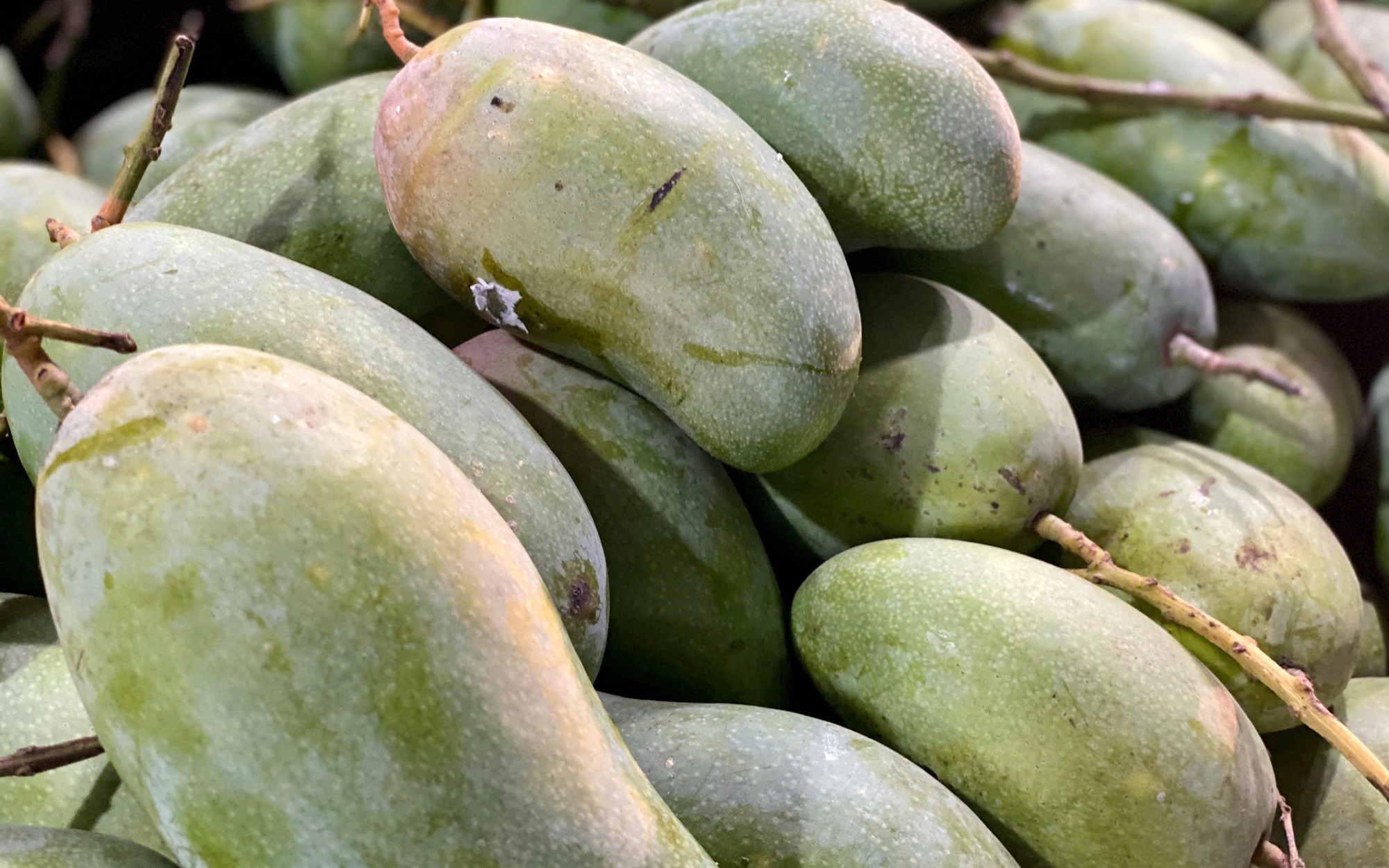 Tiểu thương bật mí cách chọn loại xoài đang ‘làm mưa làm gió’ thị trường Việt, vừa giòn vừa ngọt, quả nào cũng dày thịt, hạt mỏng dính