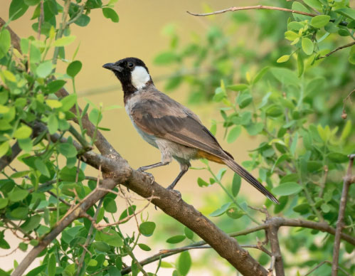 Số cuối ngày sinh Âm lịch dự báo tài lộc ở tuổi trung niên - Ảnh 3. Số cuối ngày sinh Âm lịch dự báo tài lộc ở tuổi trung niên - Ảnh 3.