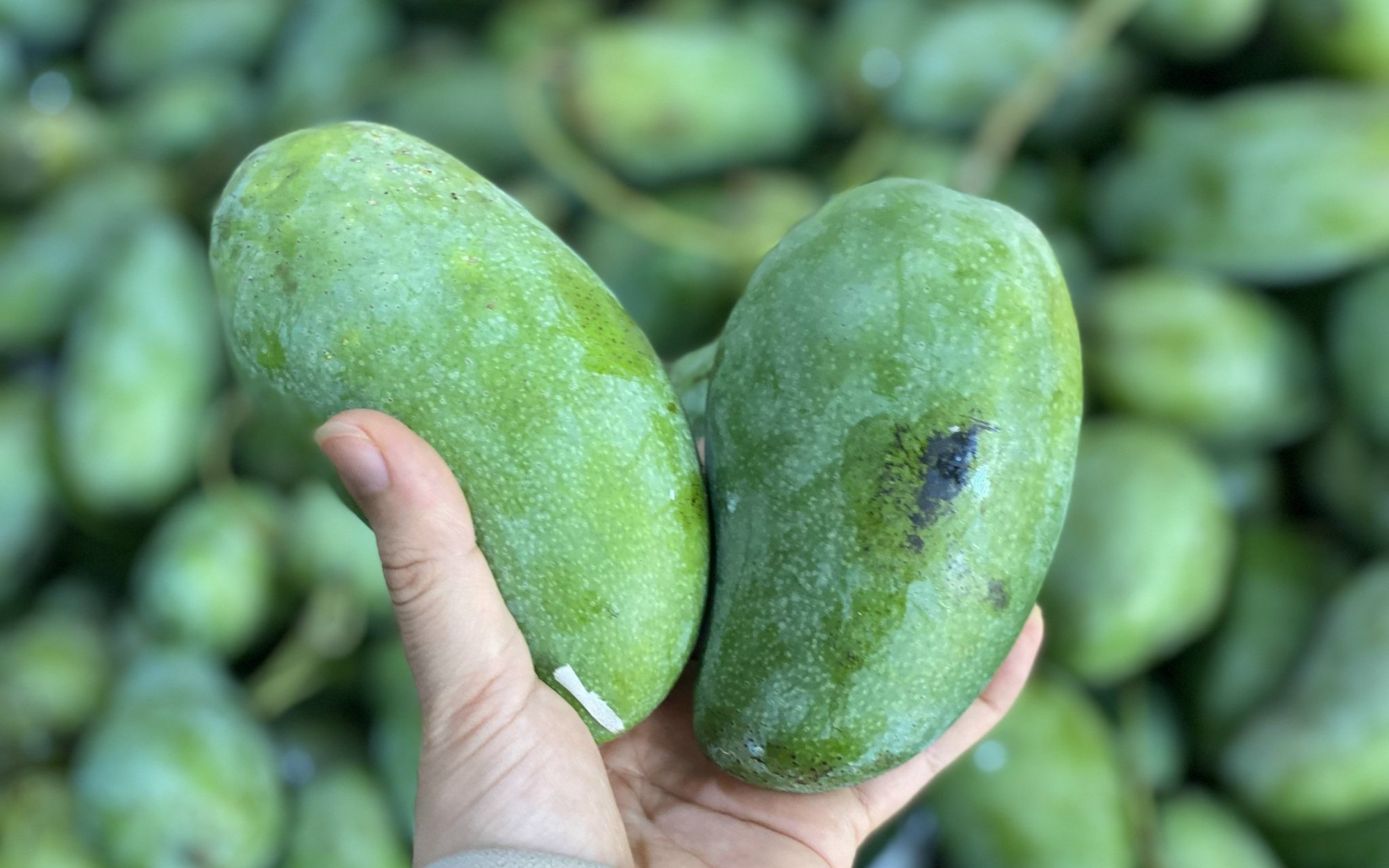 Xo&agrave;i hạt l&eacute;p &ldquo;l&agrave;m mưa l&agrave;m gi&oacute;&rdquo;, tiểu thương tiết lộ l&yacute; do h&agrave;ng về tới đ&acirc;u hết tới đ&oacute;