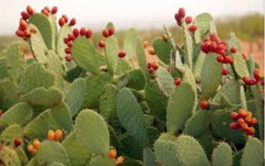 C&acirc;y phong thủy trồng ngo&agrave;i ban c&ocirc;ng cho c&aacute;c tuổi, mệnh  gi&uacute;p k&iacute;ch hoạt t&agrave;i lộc 2026