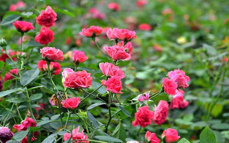 Lo&agrave;i hoa mang lại năng lượng t&iacute;ch cực, thu h&uacute;t t&agrave;i lộc v&agrave; gi&uacute;p gia chủ gặp nhiều thuận lợi trong c&ocirc;ng việc v&agrave; cuộc sống