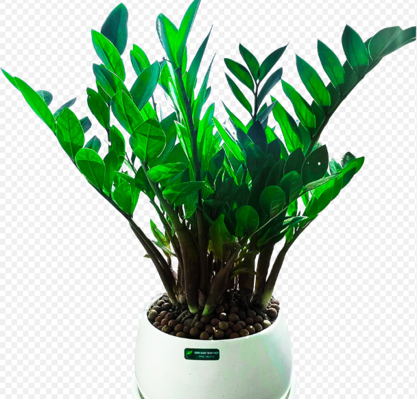 C&acirc;y kim tiền c&oacute; độc kh&ocirc;ng? Những lợi &iacute;ch m&agrave; c&acirc;y kim tiền mang lại cho sức khỏe - Ảnh 1.