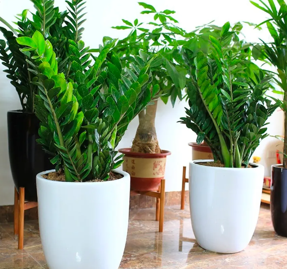 C&acirc;y kim tiền c&oacute; độc kh&ocirc;ng? Những lợi &iacute;ch m&agrave; c&acirc;y kim tiền mang lại cho sức khỏe - Ảnh 2.