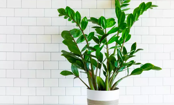 C&acirc;y kim tiền c&oacute; độc kh&ocirc;ng? Những lợi &iacute;ch m&agrave; c&acirc;y kim tiền mang lại cho sức khỏe - Ảnh 3.