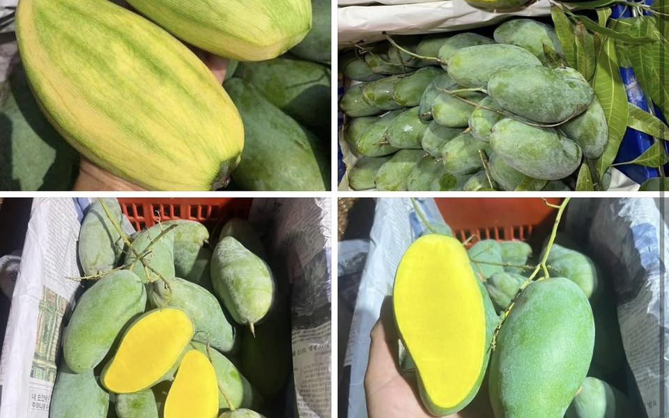 Loại quả Việt đang v&agrave;o m&ugrave;a, b&aacute;n đầy chợ gi&aacute; chỉ hơn chục ngh&igrave;n đồng/kg ai đi mua tr&aacute;i c&acirc;y cũng rinh về