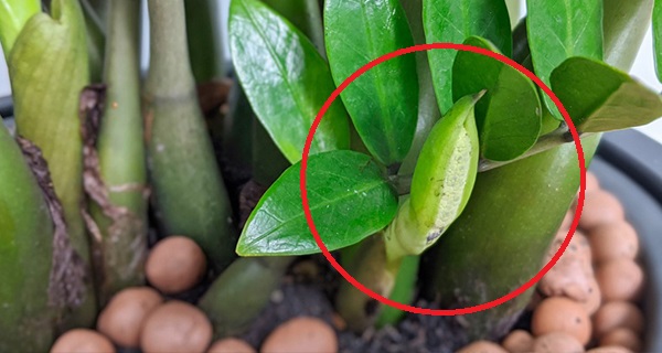 C&acirc;y kim tiền ra hoa b&aacute;o hiệu điều g&igrave;? Tuổi n&agrave;o n&ecirc;n trồng c&acirc;y kim tiền để h&uacute;t t&agrave;i lộc, c&ocirc;ng việc thăng tiến - Ảnh 3.