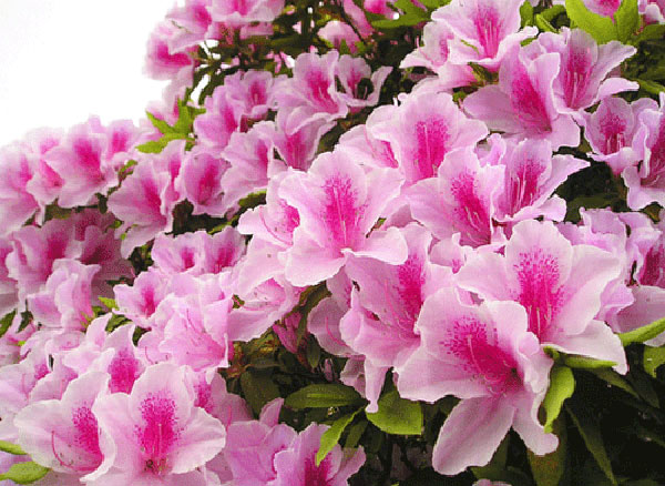 N&ecirc;n cảnh gi&aacute;c với những loại hoa đẹp nhưng c&oacute; độc tố - Ảnh 4.