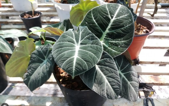 N&ecirc;n cảnh gi&aacute;c với những loại hoa đẹp nhưng c&oacute; độc tố - Ảnh 2.